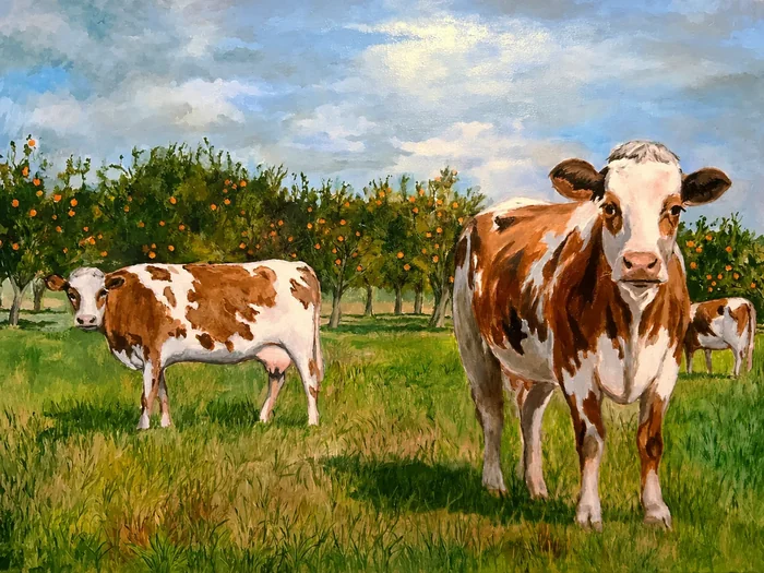 Des vaches normandes dans un verger planté de pommiers